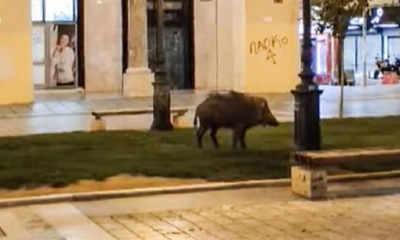 Θεσσαλονίκη: Αγριογούρουνο κάνει βόλτα στην πλατεία Αριστοτέλους