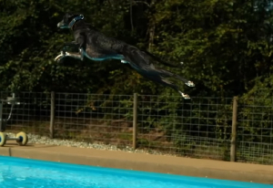 Βρετανία: Ο «Ολυμπιονίκης» σκύλος που είναι έτοιμος για το Survivor