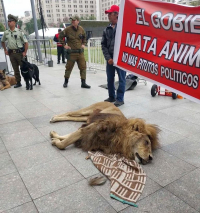 Χιλή: Διαμαρτυρήθηκαν με ένα νεκρό λιοντάρι έξω από το Προεδρικό Μέγαρο