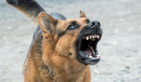 Θεσσαλονίκη: Σκυλιά κατασπάραξαν και σκότωσαν γυναίκα - Συνελήφθη ο ιδιοκτήτης τους