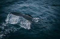 Ρωσία: Απελευθερώθηκαν και οι τελευταίες φάλαινες μπελούγκα