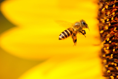 «Είναι σαν τη μαγεία»: Έρχεται το πρώτο εμβόλιο για τις μέλισσες