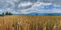 Ο άγνωστος «πόλεμος των σιτηρών» και οι κίνδυνοι για επισιτιστική κρίση