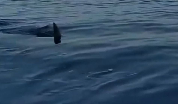 Καρχαρίας τριών μέτρων έκοβε βόλτες στη Σέριφο - «Κορυφαίος θηρευτής»