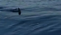 Καρχαρίας τριών μέτρων έκοβε βόλτες στη Σέριφο - «Κορυφαίος θηρευτής»