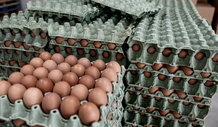 ΣΔΟΕ: Μπλόκο σε φορτίο με 302.400 «ελληνοποιημένα» αυγά από τη Βουλγαρία
