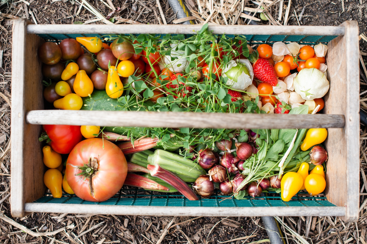 Τα «δώρα» του χειμώνα σε φρούτα και λαχανικά - Τα ιδανικά για τον κήπο σας