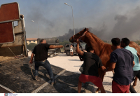 Φωτιά τώρα στον Κουβαρά: Επιχείρηση να σωθούν άλογα από τον ιππικό όμιλο στην Ανάβυσσο (Εικόνες - Βίντεο)