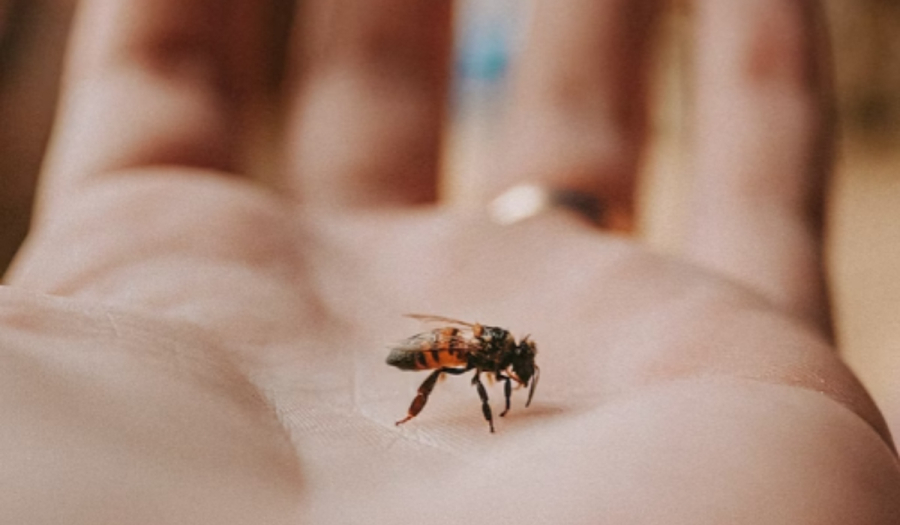 Τι συμβαίνει όταν μας τσιμπάει μέλισσα - «Οι μύες μοιάζουν με ζόμπι από το δηλητήριο» (Βίντεο)