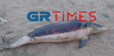 Χαλκιδική: Δελφίνι ξεβράστηκε νεκρό σε παραλία