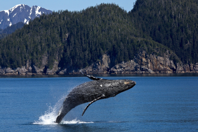 Πριν από 42,6 εκατ χρόνια, μια τετράποδη φάλαινα περπατούσε στην ξηρά και κολυμπούσε στη θάλασσα
