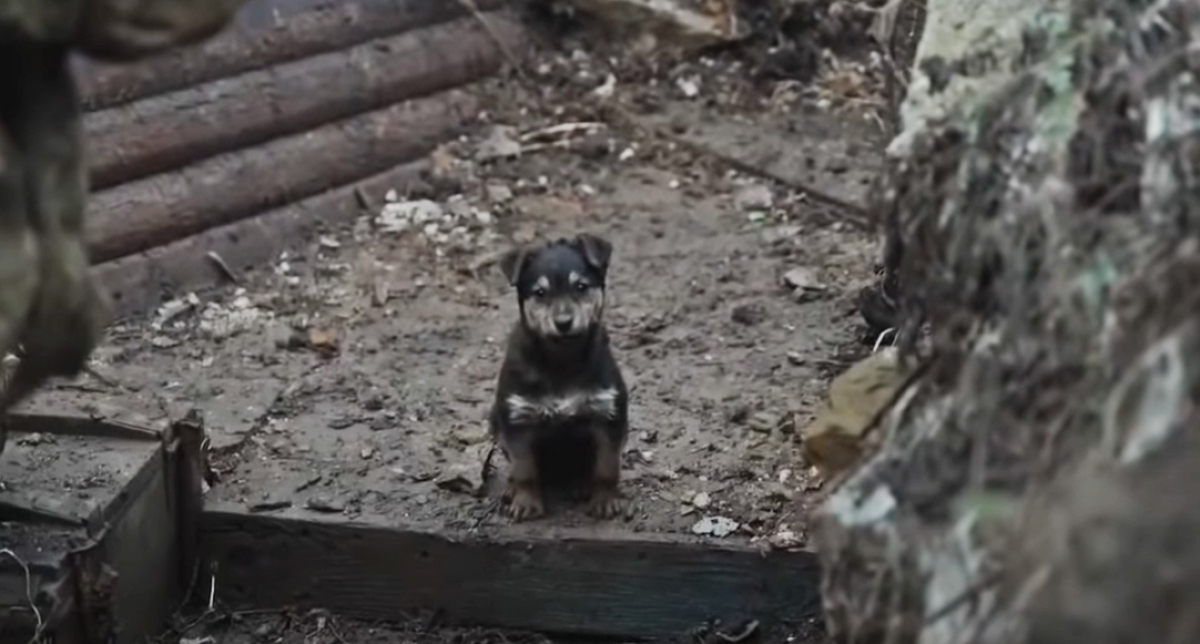 «Ράμπο»: Το κουτάβι που υπερασπίζεται την Ουκρανία και έγινε viral