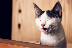 Έπιπλα- μινιατούρες για γάτες στην Ιαπωνία