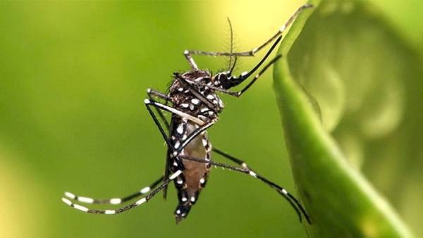 Κουνούπια Culex: Αυτά ευθύνονται για τον ιό του Δυτικού Νείλου