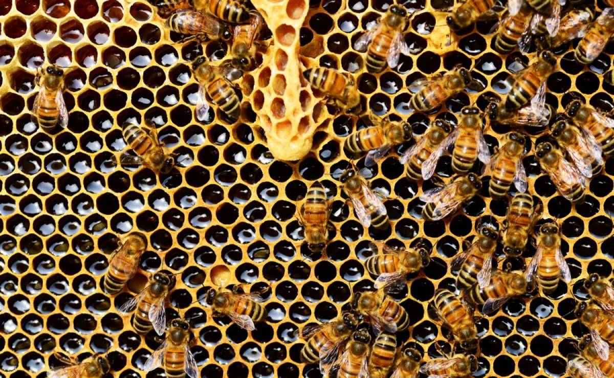 Οι μέλισσες ξέρουν να κάνουν πρόσθεση και αφαίρεση