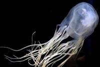 Box jellyfish: Η μέδουσα που μπορεί να σκοτώσει 60 ανθρώπους