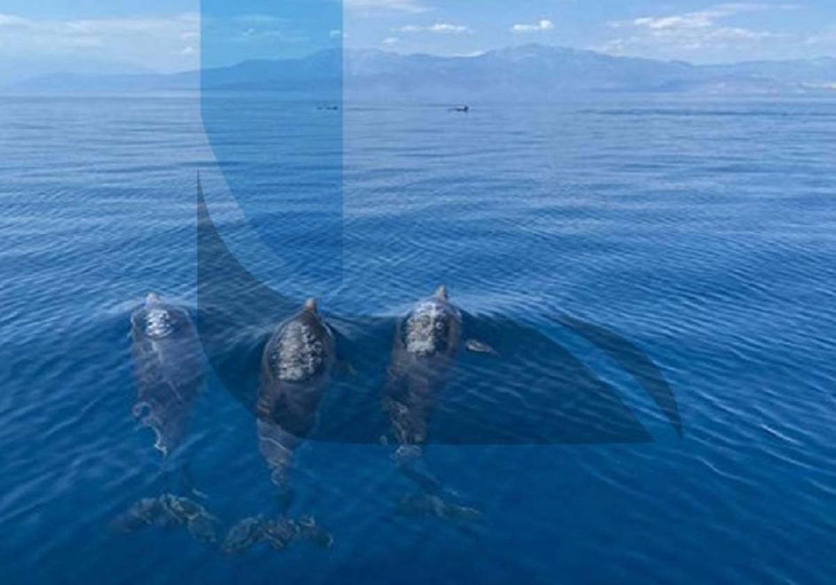 Λουτράκι: Δελφίνια προσπαθούν να σώσουν μικρό δελφινάκι που μπλέχτηκε σε δίχτυα