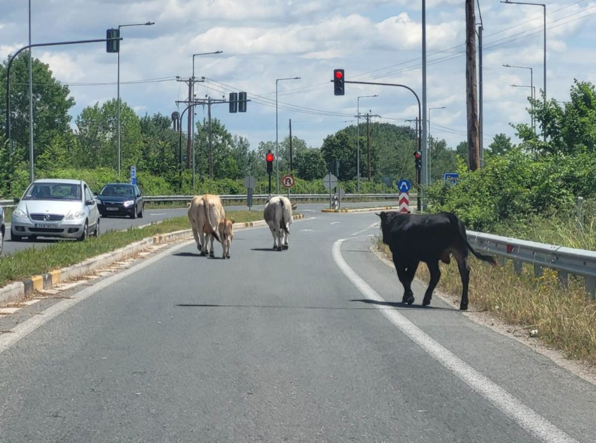 Απίστευτο θέαμα: Αγελάδες βγήκαν βόλτα στην Εθνική Οδό Τρικάλων (Εικόνες)
