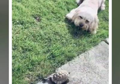 Χελώνα – τούρμπο τρέπει σκύλο σε φυγή