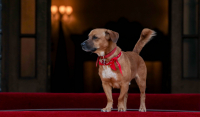 Επίθεση Πίνατ: Ο σκύλος του Κυριάκου Μητσοτάκη «άρπαξε» τον Άκη Σκέρτσο