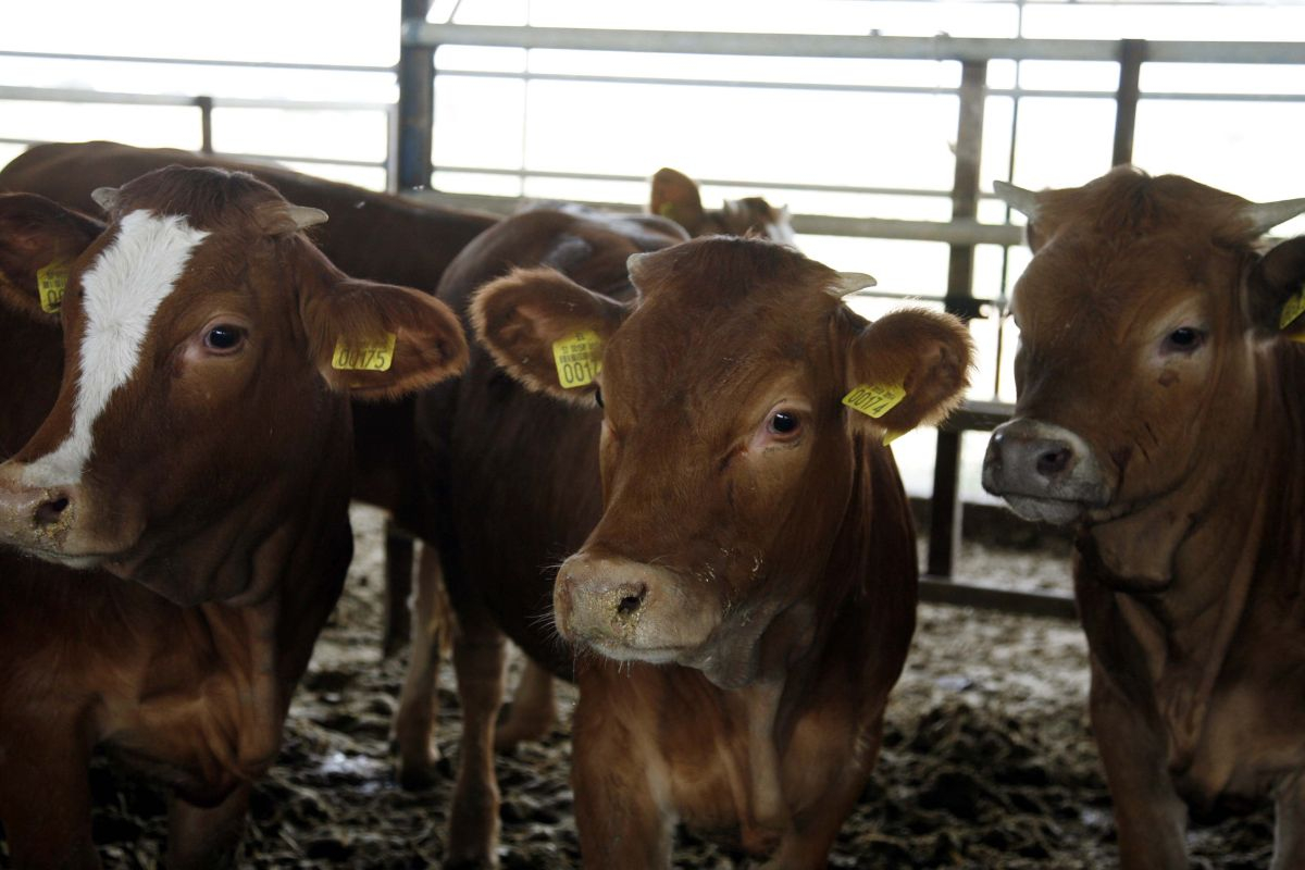 Πώς θησαυρίζουν οι γαλακτοβιομηχανίες σε βάρος των αγελαδοτρόφων και των καταναλωτών