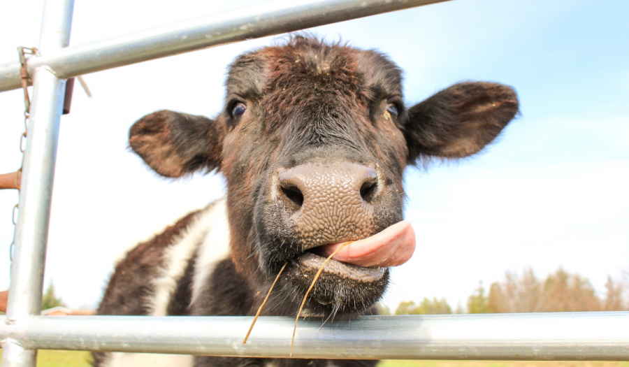 Γιατί η Νέα Ζηλανδία θέλει να φορολογήσει το… ρέψιμο των αγελάδων
