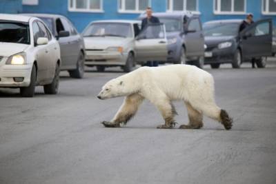 Συναγερμός: Πολική αρκούδα έψαχνε για τροφή στο κέντρο ρωσικής πόλη
