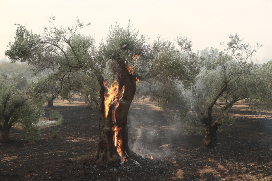 Καίει για 11η μέρα η φωτιά στον Έβρο - Ενεργές καύσεις σε Πάρνηθα και Βοιωτία