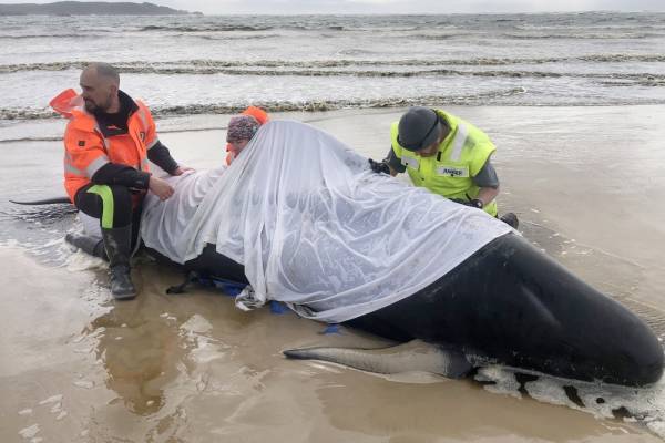 Σοκ στις ακτές της Τασμανίας: Νεκρές τουλάχιστον 380 από τις φάλαινες που έχουν ξωκείλει