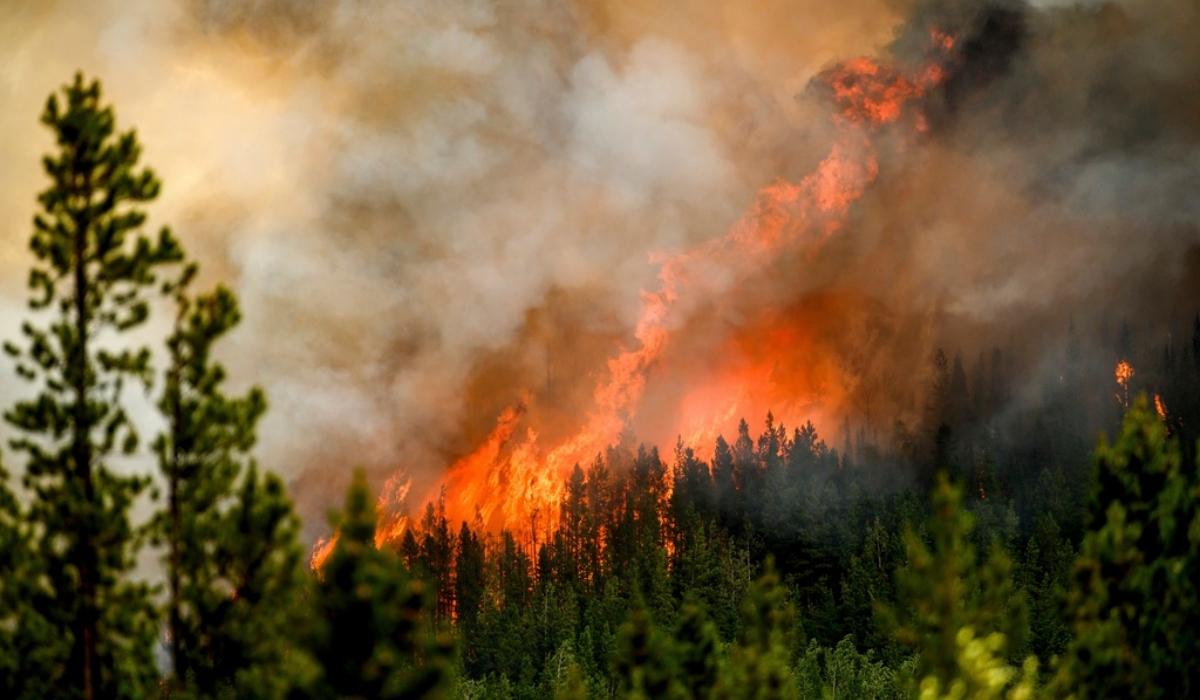 Φωτιές: Σπάνια είδη αποικούν τα καμένα δάση - Νέα έρευνα για τη βιοποικιλότητα