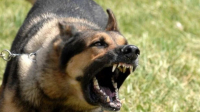 Λαμία: Άγρια επίθεση λυκόσκυλου σε άνδρα
