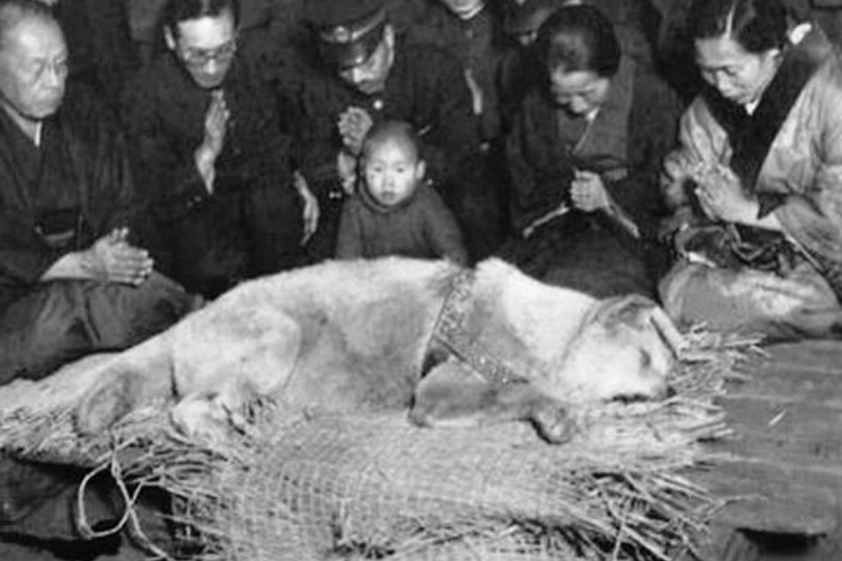 Χάτσικο: Αυτή είναι η τελευταία ιστορική φωτογραφία του σκύλου που έγινε σύμβολο αφοσίωσης