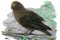 Ανακαλύφθηκε ο μεγαλύτερος παπαγάλος που υπήρξε ποτέ στη Γη