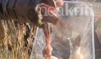 Κρήτη: Πότιζε το χωράφι και βγήκαν ψάρια (φωτογραφίες)