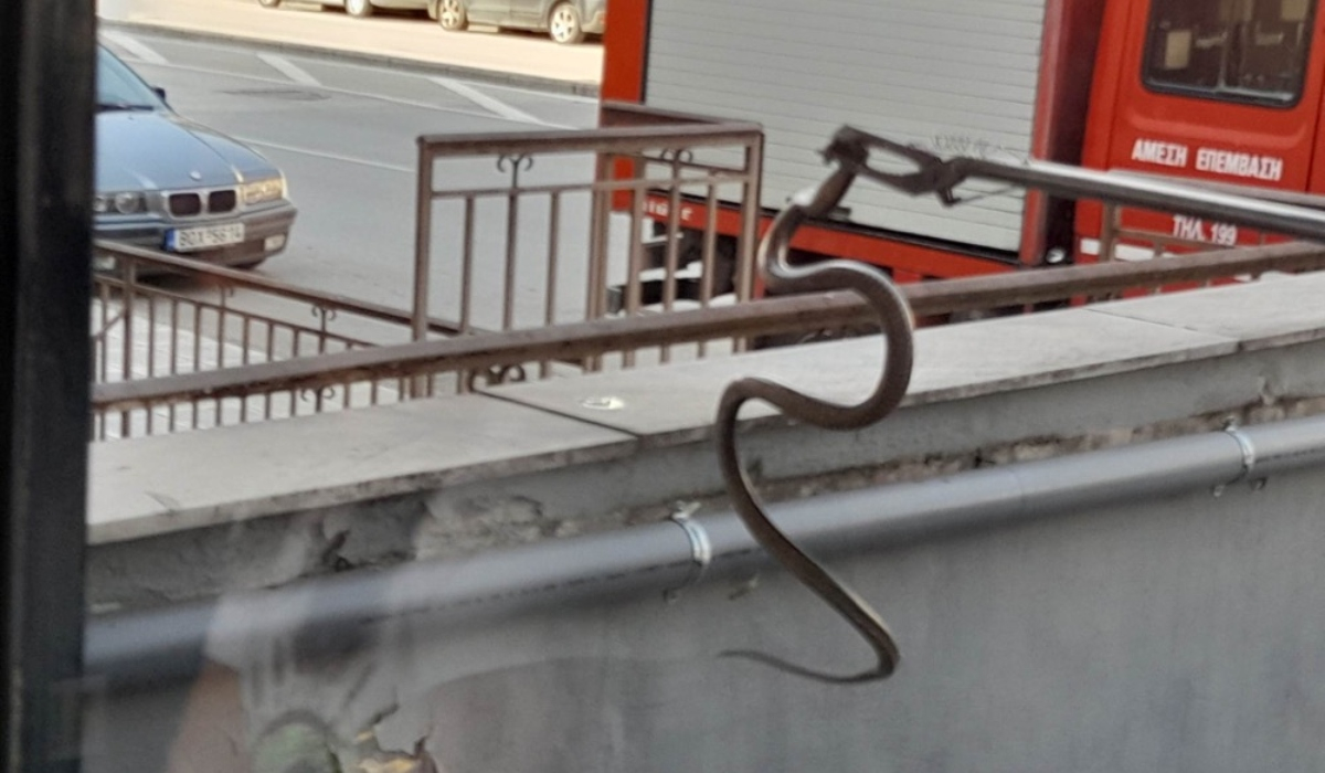 Λάρισα: Συναγερμός στην Πυροσβεστική για φίδι σε κατάστημα