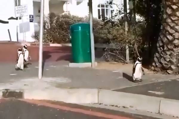 Κέιπ Τάουν: Πιγκουίνοι βολτάρουν στους άδειους δρόμους