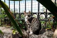 Κορονοϊός: Γάτα κόλλησε Covid-19 από τον ιδιοκτήτη της στο Βέλγιο
