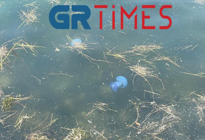 Θεσσαλονίκη: Μέδουσες κολυμπούν στα ρηχά του Θερμαϊκού
