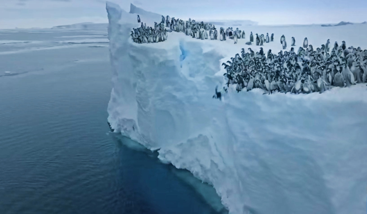 Μωρά πιγκουίνοι βουτούν από γκρεμό 15 μέτρων για την πρώτη τους βουτιά στα νερά της Ανταρκτικής