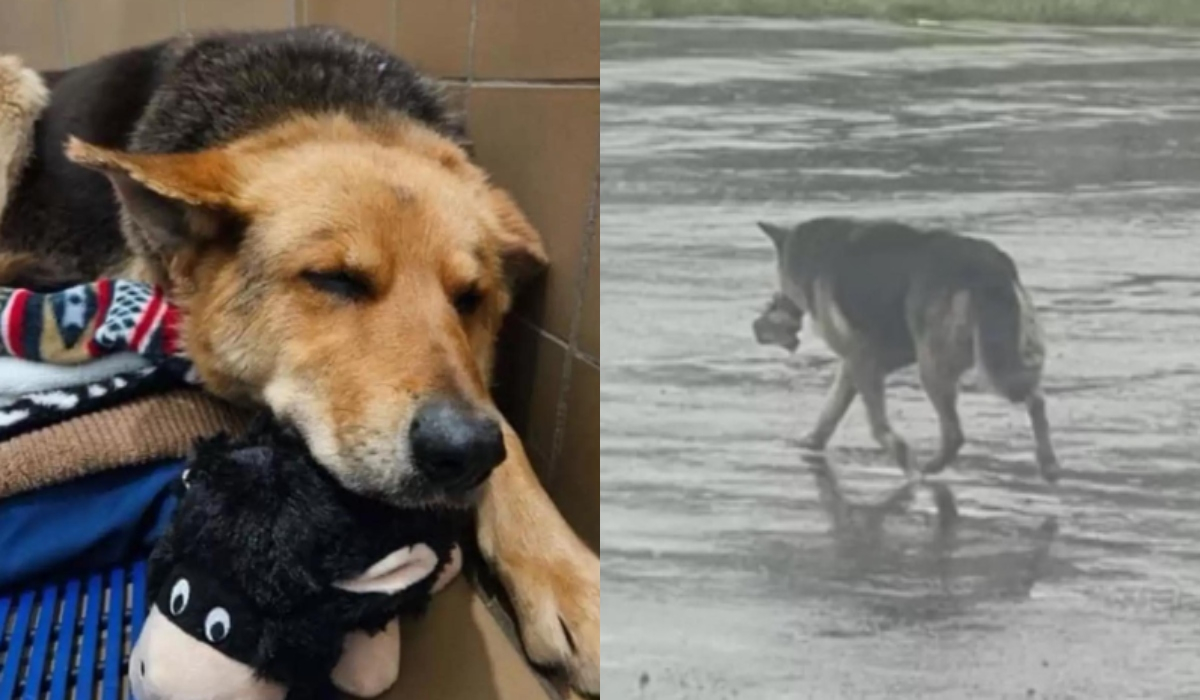 Σκυλίτσα έχασε τον ιδιοκτήτη της και περιφερόταν στους δρόμους με το αγαπημένο της παιχνίδι