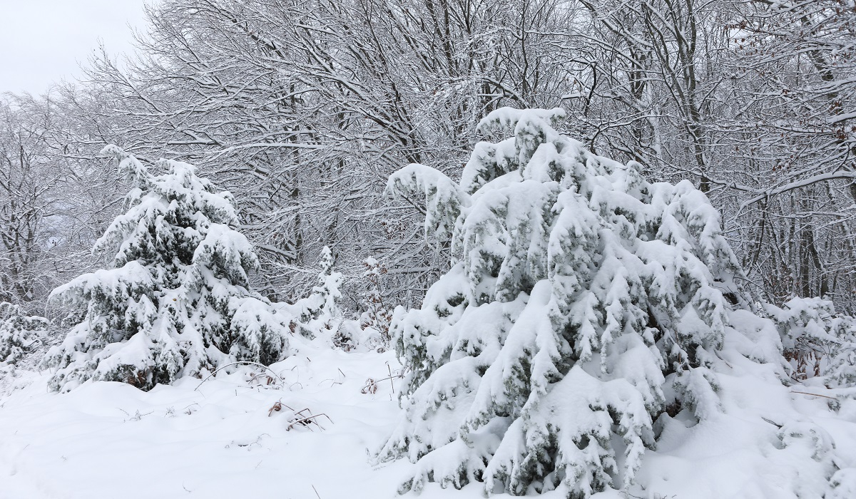 Εντυπωσιακές φωτογραφίες από τον χιονισμένο Παρνασσό και τη Σαμοθράκη