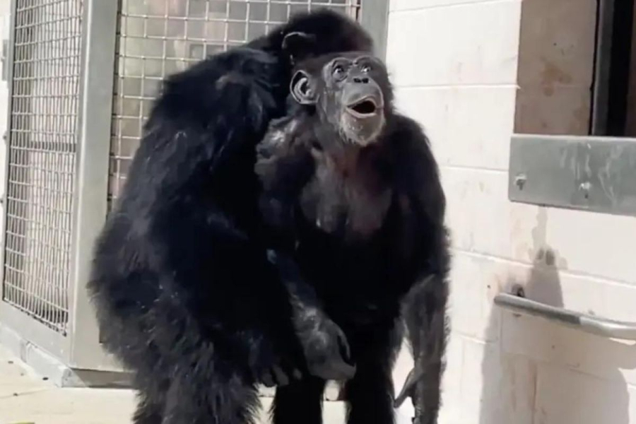 Συγκινητικό βίντεο: Η στιγμή που η «Βανίλα», ένας χιμπατζής πειραματόζωο, βλέπει τον ουρανό για πρώτη φορά
