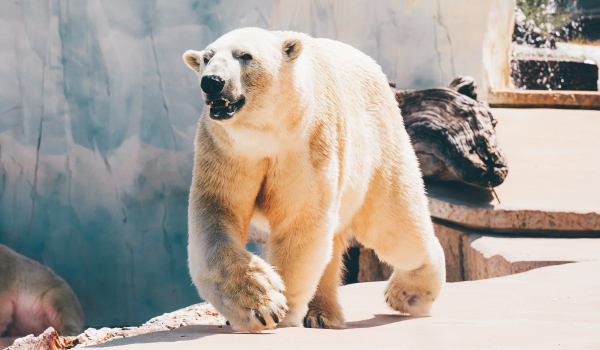 Πολική αρκούδα σκότωσε μία γυναίκα και ένα παιδί στην Αλάσκα
