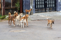 Μαρόκο: Θανατώνουν αδέσποτα σκυλιά για το Παγκόσμιο Κύπελλο Συλλόγων της FIFA