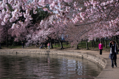 Άνθισαν νωρίτερα οι περίφημες κερασιές της Ουάσινγκτον - Εντυπωσιακές εικόνες
