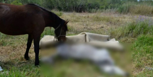 Βόλος: Άλογο πνίγηκε από το σχοινί που ήταν δεμένο