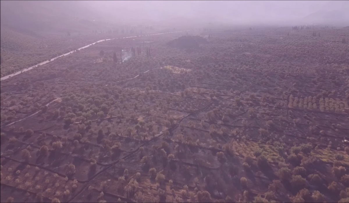 Άμφισσα: Βίντεο drone δείχνει την ανείπωτη καταστροφή στον Παραδοσιακό Ελαιώνα