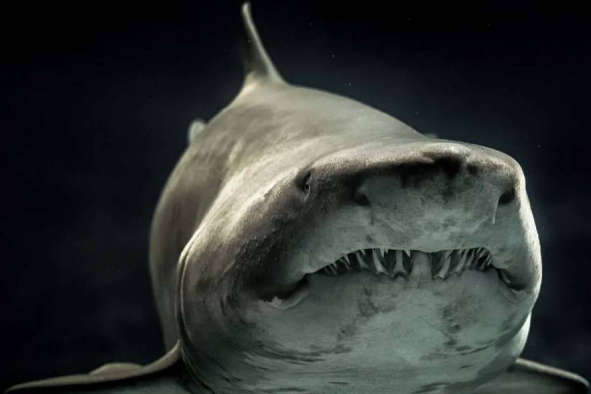 Σκιάθος: Ψαράς έπιασε καρχαρία 400 κιλών (Εικόνα)