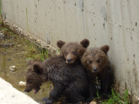 Φλώρινα: Αίσιο τέλος για τα αρκουδάκια που εγκλωβίστηκαν σε φράγμα (Εικόνα)