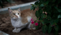 Δωρεάν κτηνιατρικές υπηρεσίες για αδέσποτες γάτες από τον Δήμο Πειραιά